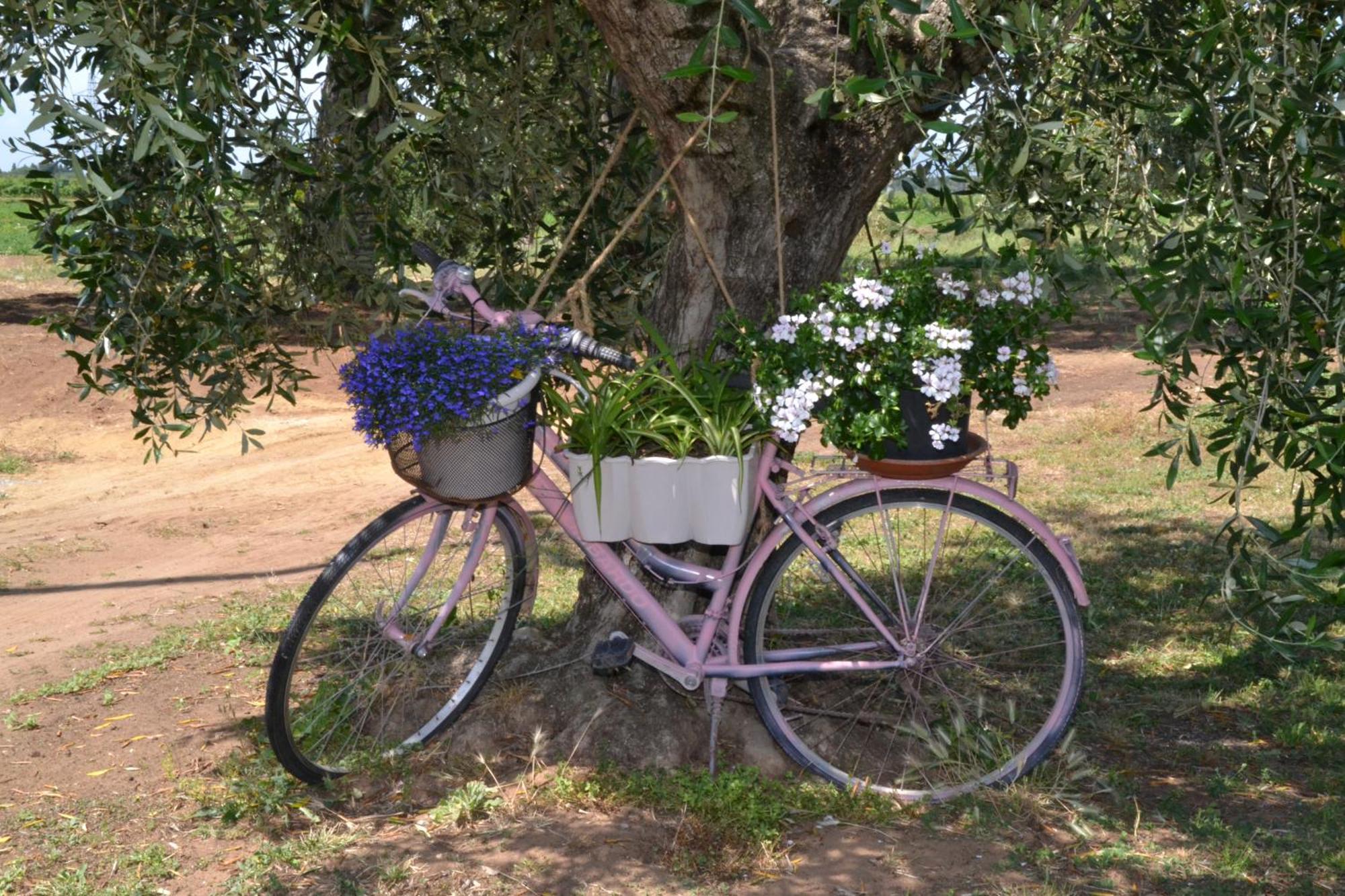 La Mimosa Otel Bolgheri Dış mekan fotoğraf