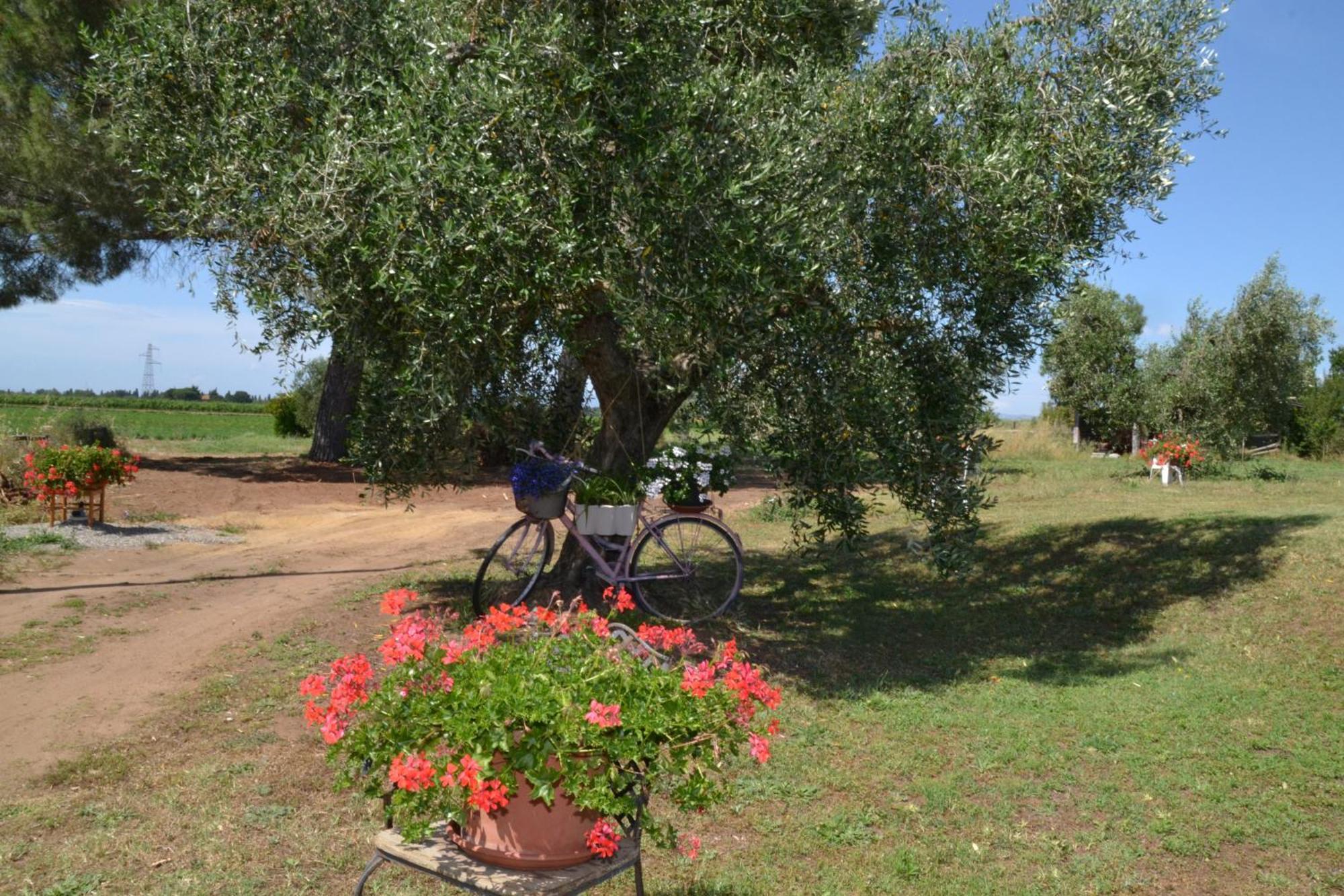 La Mimosa Otel Bolgheri Dış mekan fotoğraf